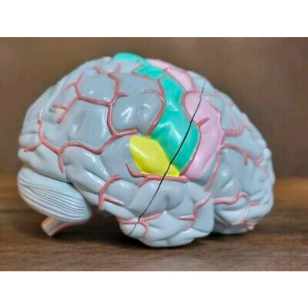 Vintage Anatomical Brain Model with removable sections - science education
